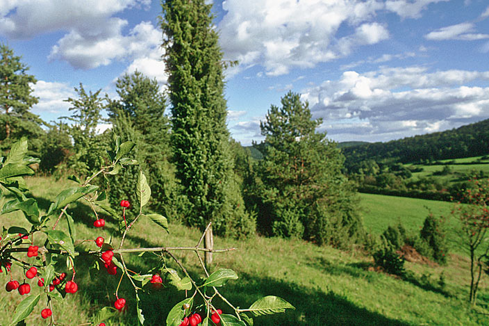 Wacholderwanderweg